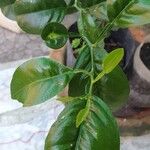 Citrus hystrix Blatt