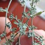Lotus glaucus 葉