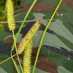 Carex rostrata Vrucht