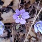 Anemone hepaticaFlor