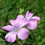 Linum viscosumBlüte