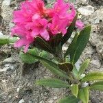 Rhododendron ferrugineum Цветок