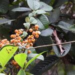 Davilla nitida Meyve