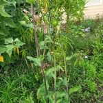 Silphium asteriscus Leaf