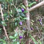 Dianella adenanthera