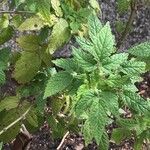 Cedronella canariensis Leaf