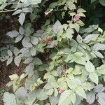 Rubus idaeus आदत