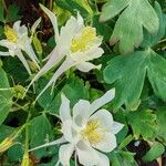 Aquilegia pubescens Flower