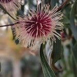 Hakea laurina Blomst