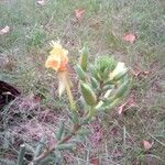 Oenothera biennis Лист
