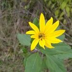 Helianthus tuberosusÕis