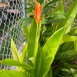 Heliconia psittacorum Květ