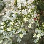 Limonium lobatum Цветок