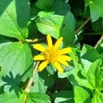 Sphagneticola trilobata Flower