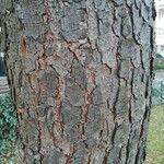 Pinus leucodermis Ekosanga