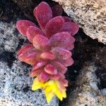 Sedum spathulifolium 叶