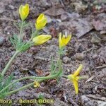 Hypecoum procumbens Habitus