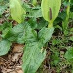Arum italicum x Arum maculatum Hábito