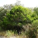 Phillyrea latifolia Агульны выгляд