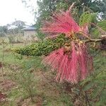 Calliandra houstoniana Цвят