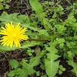 Taraxacum campylodes Характер