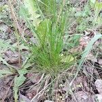 Festuca filiformis Yaprak