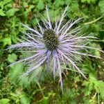 Eryngium alpinumFlower