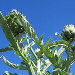 Cynara scolymus Drugo