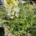 Pedicularis comosa Hábito