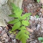 Onoclea sensibilis Leaf