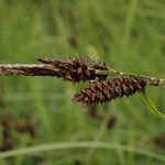 Carex paysonis Fruto
