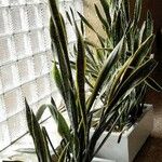 Sansevieria trifasciata ശീലം