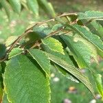 Zelkova serrata Leaf