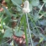 Cyperus sesquiflorus Habitus