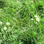 Trifolium ochroleucon Máis