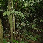 Neostenanthera neurosericea Habit