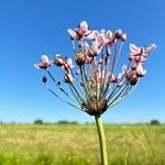 Butomus umbellatusFleur