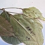 Heisteria ovata Leaf