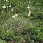 Xerophyllum tenax Floro