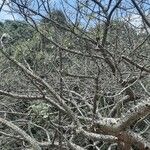 Ceiba aesculifolia Bark