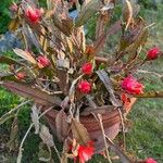 Epiphyllum phyllanthus Кветка