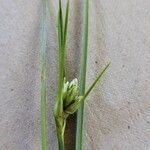 Juncus tenuis 花