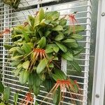 Bulbophyllum pecten-veneris Elinympäristö