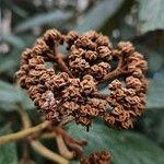 Viburnum rhytidophyllumFrucht