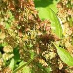 Rumex conglomeratus Fruit