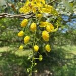 Cassia fistulaFlor