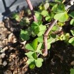 Oxalis fontana Leaf