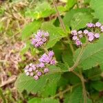 Vernonia brachycalyx Blomma