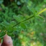 Galium rotundifolium Φύλλο