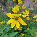 Helianthus divaricatus Цветок